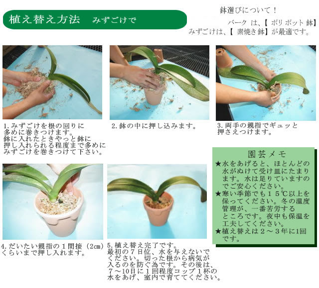 胡蝶蘭の愛華園芸 胡蝶蘭を植え替えましょう みずごけ