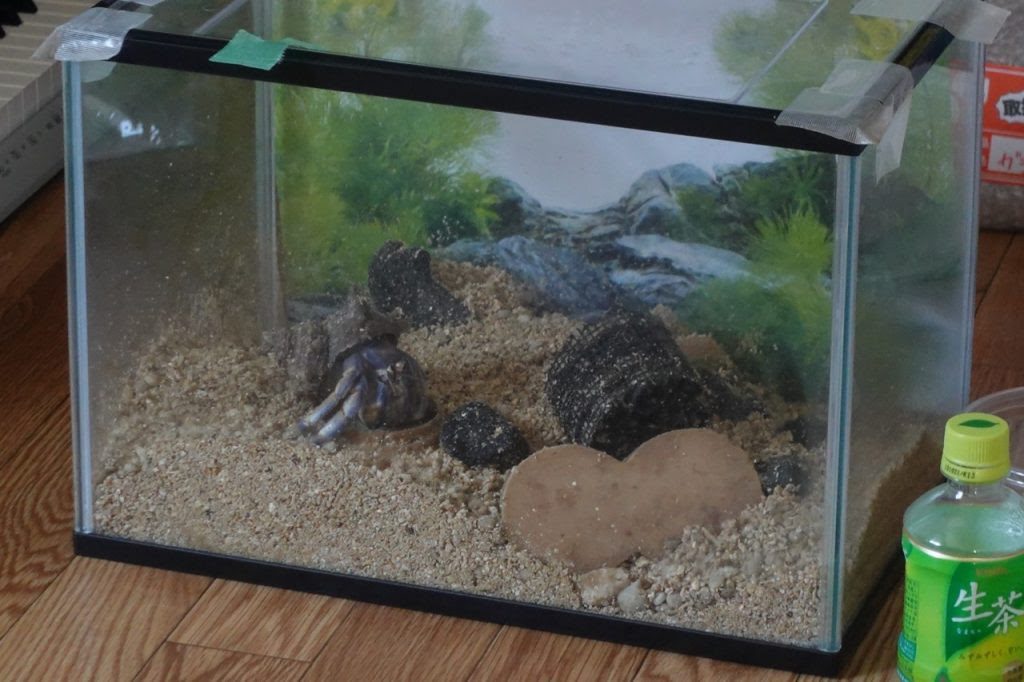 オカヤドカリの飼育方法 注意点などを飼育体験をもとに紹介します 熱帯魚の飼育方法