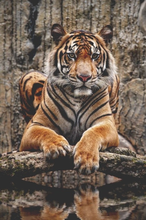 frncsc187:

Tiger | Source
