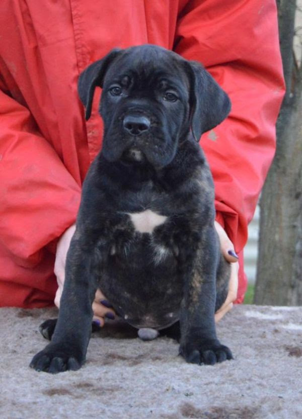 Cane corso stunning pedigree puppies
