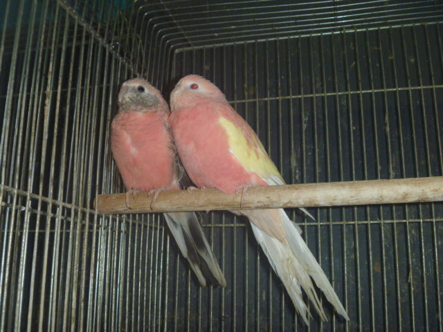 アキクサインコ ペア ローズ ルビノー Lovebirdfukuoka ラブバードフクオカ インコや小動物の販売専門店