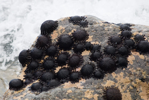 Helmet or Shingle Urchins