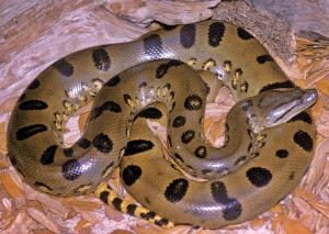 Green Anaconda
