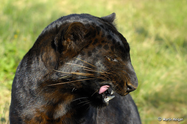 Black Leopard | Flickr - Photo Sharing!
