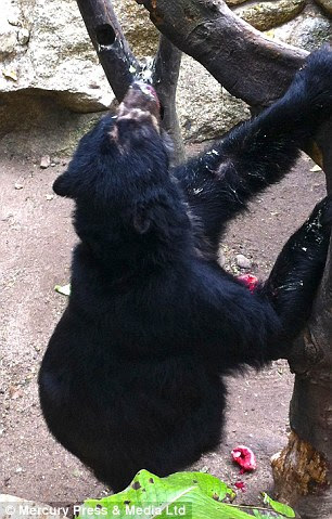 Andean Spectacled Bear