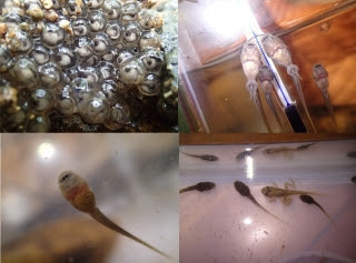 活動レポート カジカガエルの成長 こどもエコクラブ