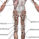 Body Muscles Labelled / Diagrams of Muscular System