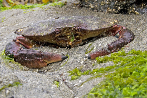 red rock crab