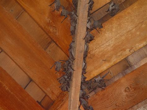 Frequently Asked Questions about Bats   Bat FAQ   Allstate Animal Control