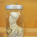El museo del pene de Reikiavic - Icelandic Phallological Museum