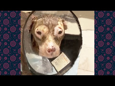 The poor dog's face was disfigured due to severe burns from the gas expl...