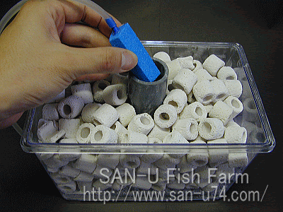 金魚 飼育器具 小売 通信販売 通販 卸売 業販 Kingyo きんぎょ キンギョ 問屋 ネット販売 金魚すくい 草 病気 水中フィルター 商品を探す 会員サイト トップ 水産飼料 観賞魚用飼料 自動給餌機 冷凍飼料 活餌 耐久卵 ブラインシュリンプ ブライン孵化器