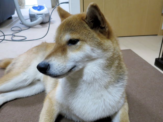 犬のヒゲにも換毛期があるのでしょうか 柴犬ポチと五十男