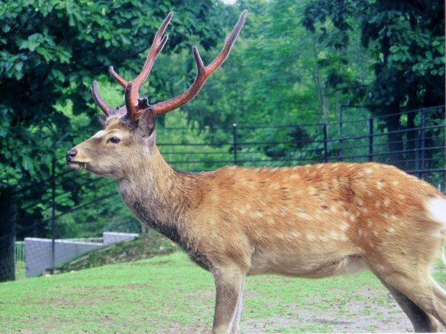 鹿の写真 鹿の写真をフリー素材として公開しています