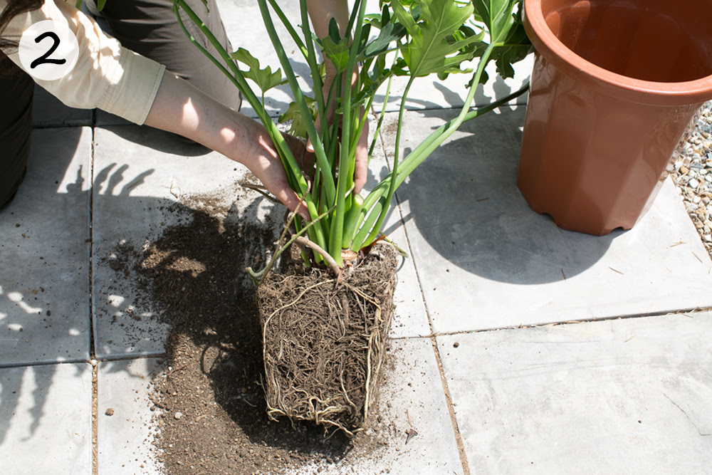 Gardening Tip For May 大きくなり過ぎた観葉植物を植えかえよう 植木鉢ナビ