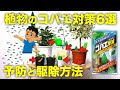 70以上 観葉 植物 に コバエ 168736-観葉植物にコバエ