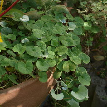 ディコンドラの育て方 ヤサシイエンゲイ