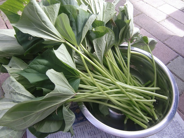 さつまいもの茎の食べ方 きんぴら以外のレシピ ままここプレス