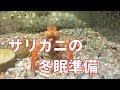 上 ザリガニ 飼い方 外 237099-ザリガニ 飼い方 外