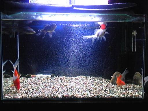 金魚水槽掃除しました アクアリウムとかしてみる 楽天ブログ