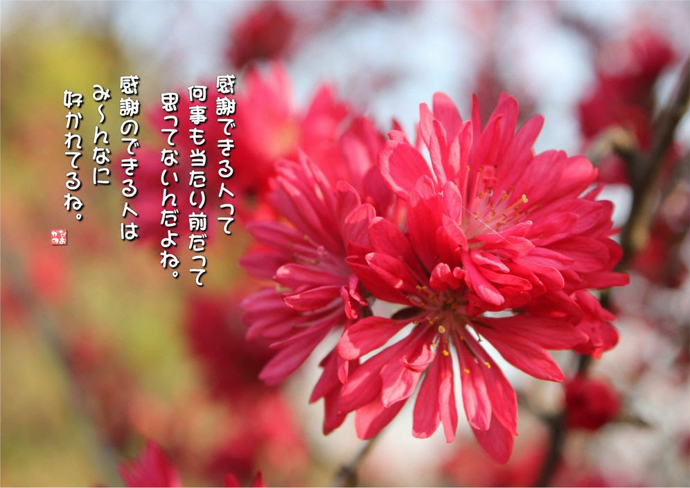 No 508 菊桃 花言葉 よい気立て 恋のとりこ チャーミング なおかつ フォトエッセイ