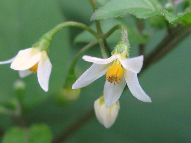 イヌホオズキ 毒あり注意 食べられる野草図鑑 食べると危険な毒草も収監