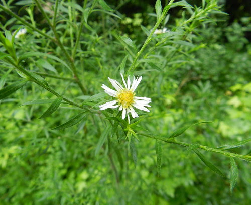 naturenotesDSCN9803