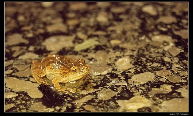 Spring peeper (Pseudacris crucifer)