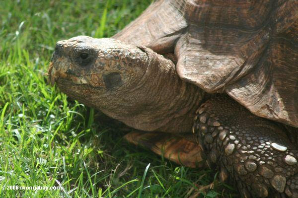 写真 ウガンダ亀の顔