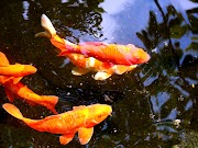 16+ Koi Fish Screensaver