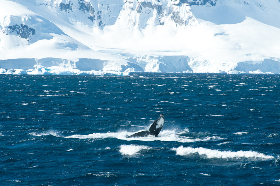 Pictures Of Whales In Antarctica. whale in Antarctica.