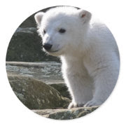 Baby Polar Bear STicker sticker