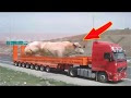 اشرس عجل فى مصر العجل القاتل 2017