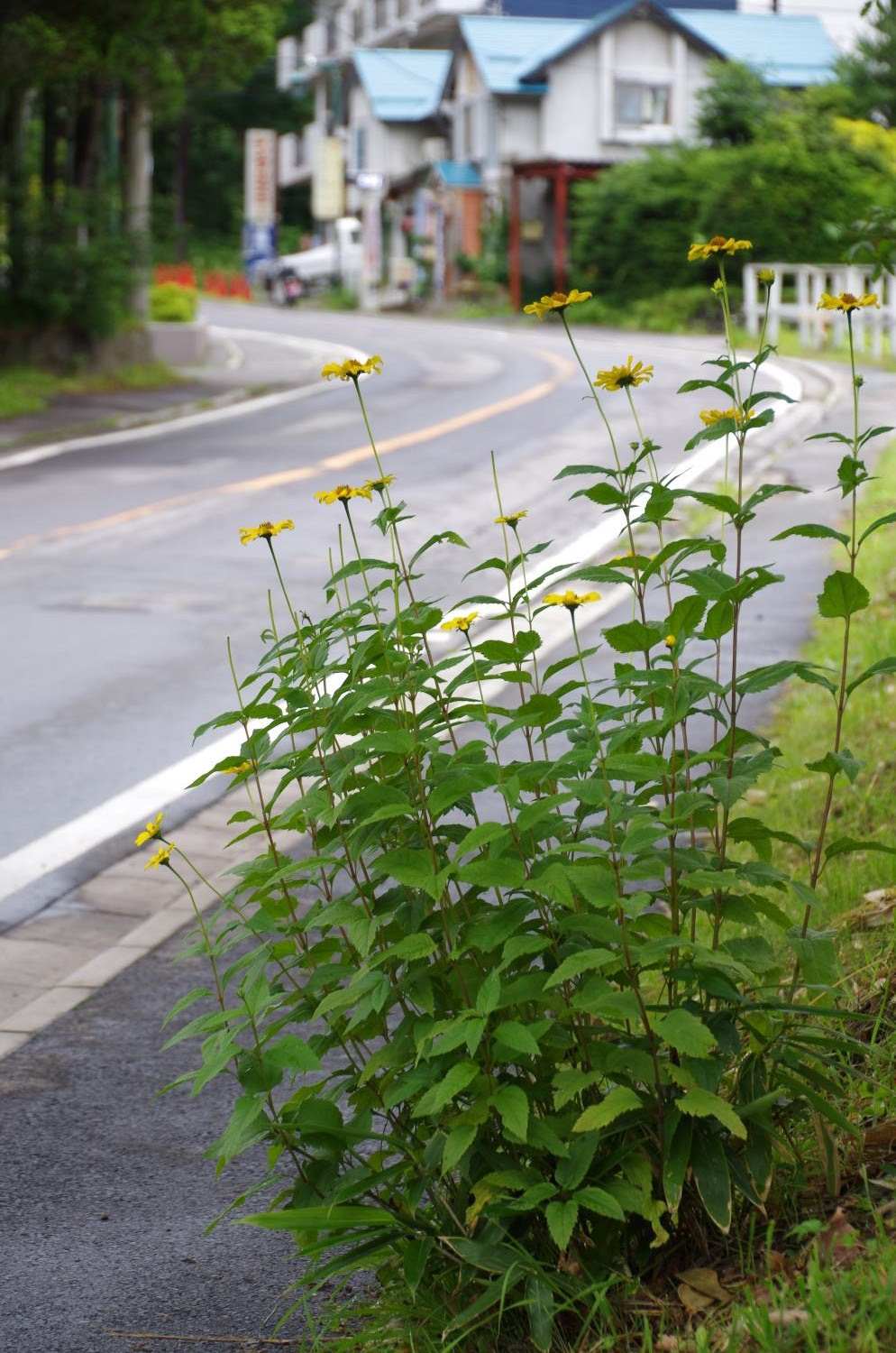 キクイモモドキ 菊芋擬き キク科キクイモモドキ属 草津温泉 草津スカイランドホテル 公式