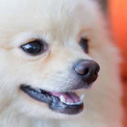 Do Dogs Prefer Petting or Praise?
