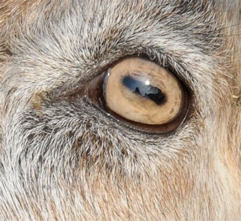 Kittens' eyes change color permanently by three months of age. 301 moved permanently