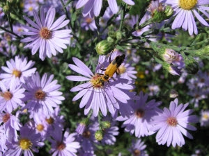 Kansas Native Plants Landscaping With Wildflowers Grasses Trees And Shrubs