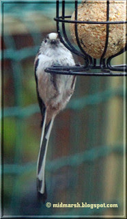 Long Tailed Tit