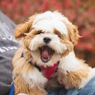 Lilly Bits O' Heaven - Angelic Shichon Puppies