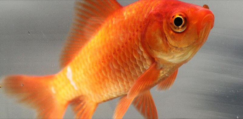 goldfish plant. hairstyles Goldfish/Plant pond