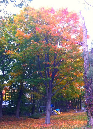 Trumbull fiery foliage.
