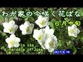 ++ 50 ++ 6月 咲く花 259866-5月 6月 咲く花
