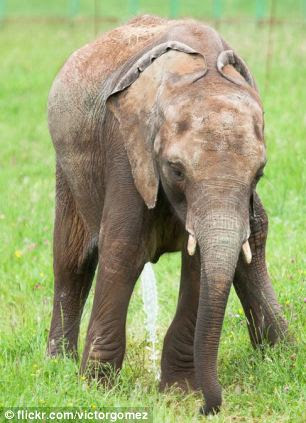 Twenty seconds to relief: researchers found animals all take the same amount of time to urinate