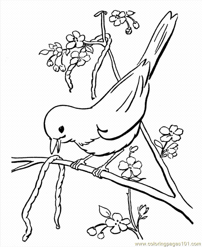 Free Printable Coloring Pages Birds Download Free Printable Coloring Pages Birds Png Images Free Cliparts On Clipart Library