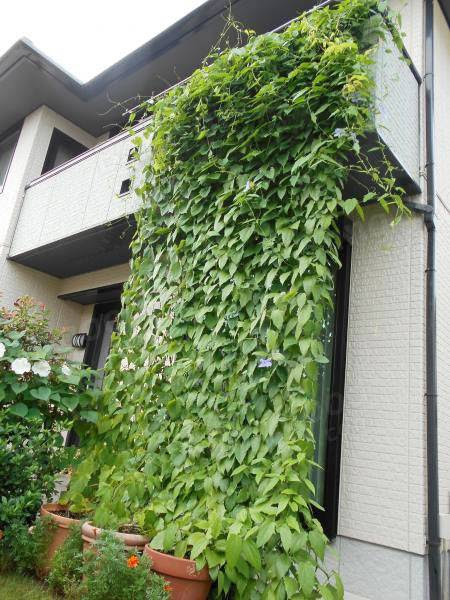 Climbing Plant Nylon Supporting Netting Garden Vegetable ...