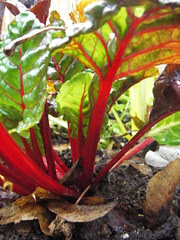 red chard