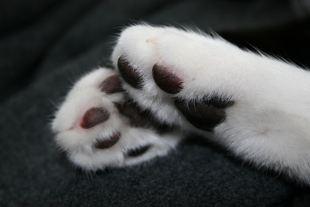 Les Coussinets Des Chats Chat Pitre