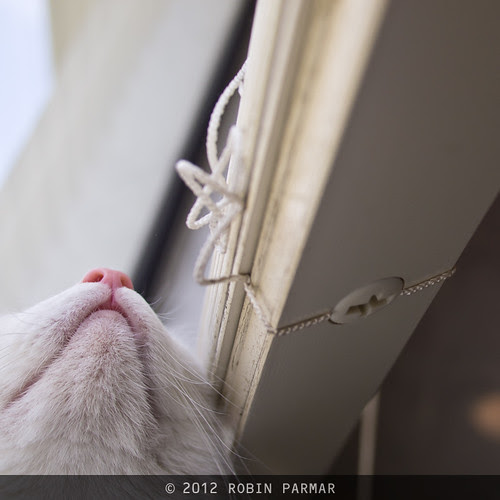 Fly Hunt 3: I think it's up here somewhere