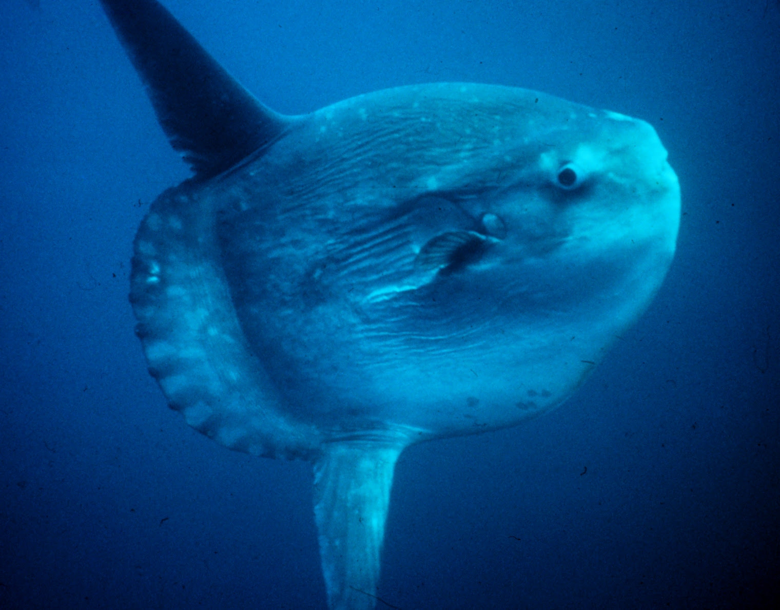 マンボウの秘密 Part4 死因の都市伝説徹底解説 その１ Blog Eラーニング Co Jp