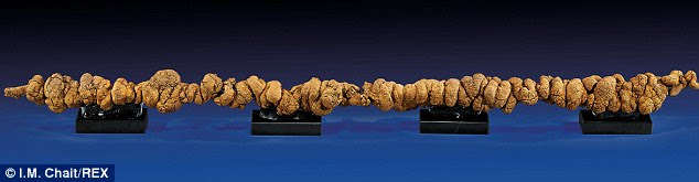 The longest dinosaur dung on Earth (shown) is going up for auction in Los Angeles. It measures 40 inches (one metre) in length and has a pale brown-yellow colour. Auctioneer I.M. Chait expects it to reach up to £5,800 ($10,000) when it goes under the hammer on 22 July